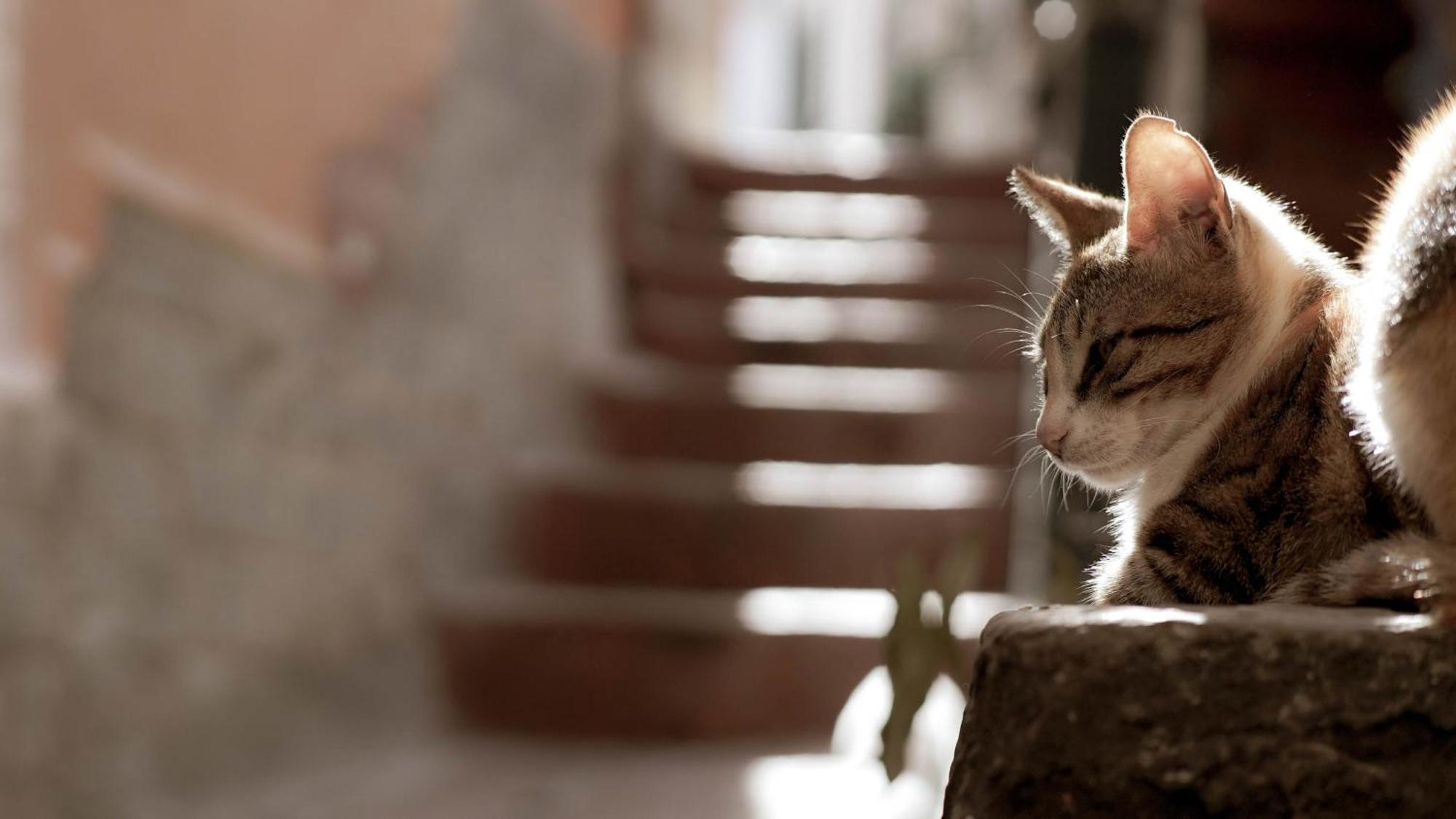 Apartmán Casa Nel Borgo Dei Gatti Cetara Exteriér fotografie